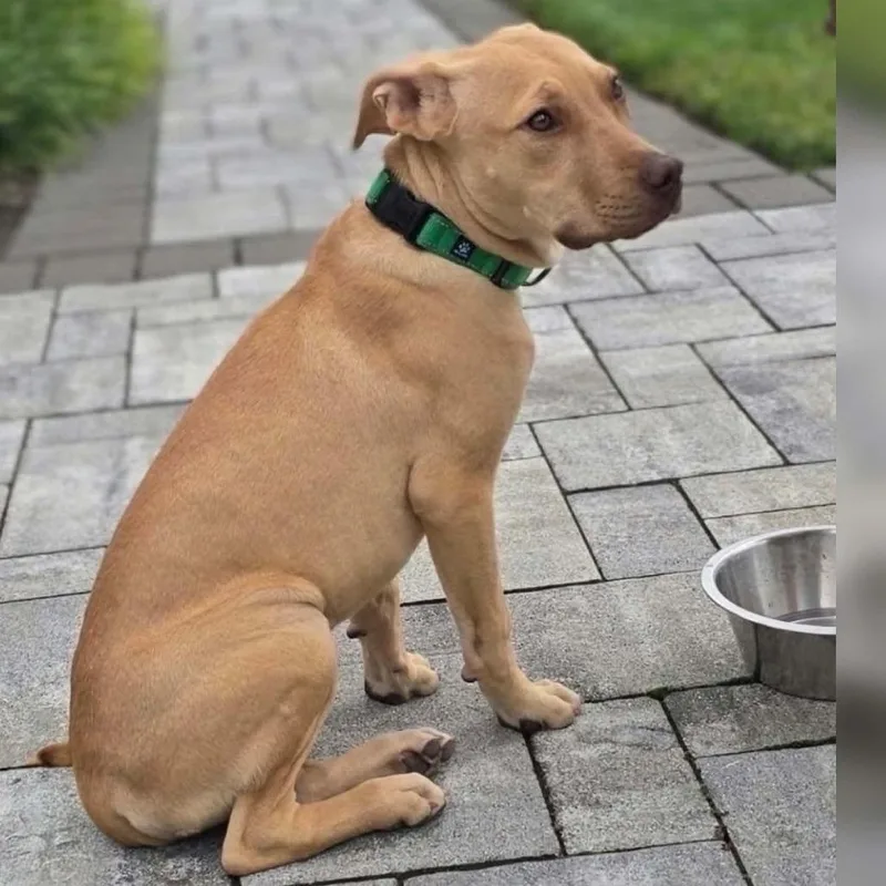 A young large-sized male Pit Bull Terrier dog named Humphrey for adoption in Levittown, NY