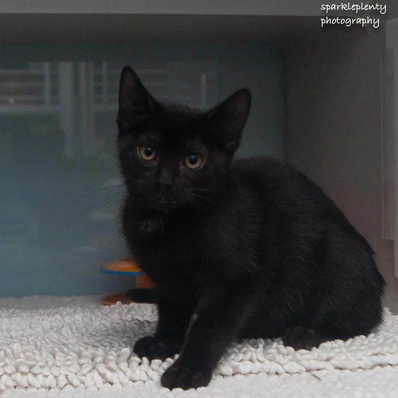 A baby medium-sized male Black Domestic Short Hair cat named Meowth for adoption in Ridgefield, CT