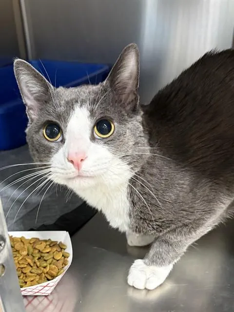 A young small-sized male Domestic Short Hair cat named Gus for adoption in Westminster, MD