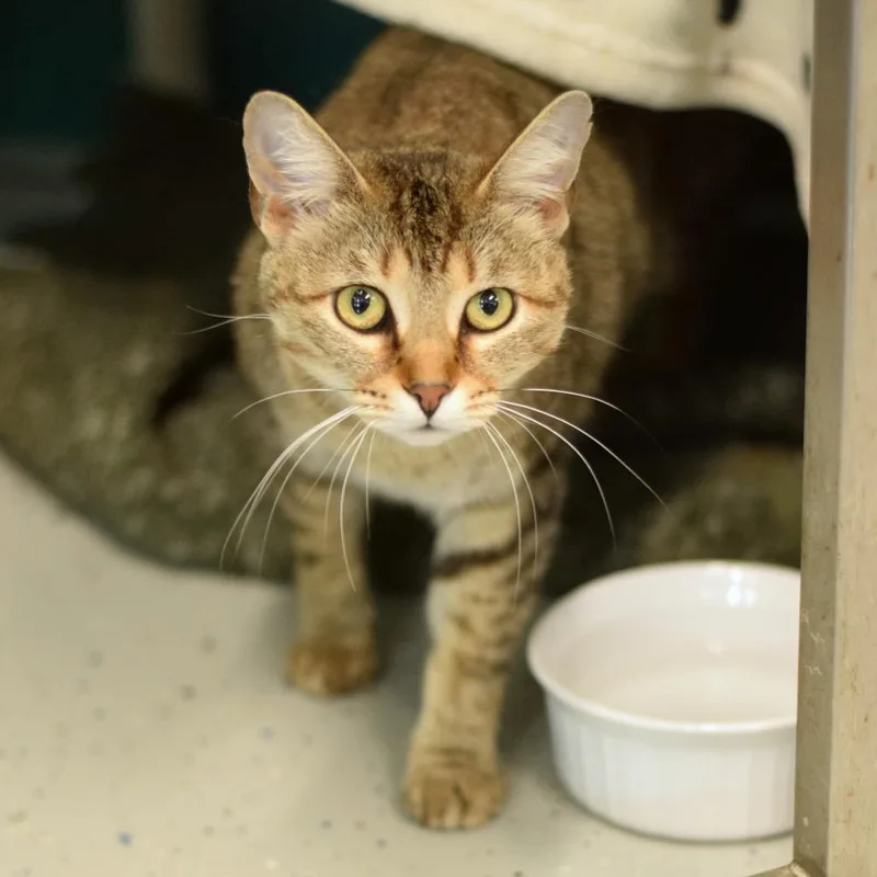 A young medium-sized female Gray / Blue / Silver Domestic Short Hair cat named Mercedes for adoption in Belleville, IL