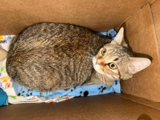 A young medium-sized female Domestic Short Hair cat named Kiwi for adoption in Dallas, TX