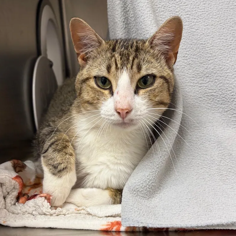 A young medium-sized male Brown / Chocolate Domestic Short Hair cat named Jasper for adoption in Newark, NJ
