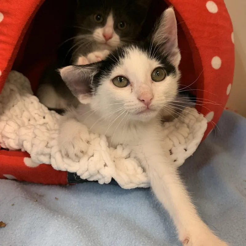 A baby small-sized female White Domestic Short Hair cat named Suzette for adoption in South Elgin, IL