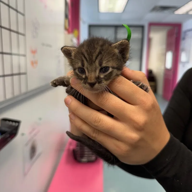 A baby small-sized male Gray / Blue / Silver Domestic Short Hair cat named Leprechaun for adoption in Austin, TX