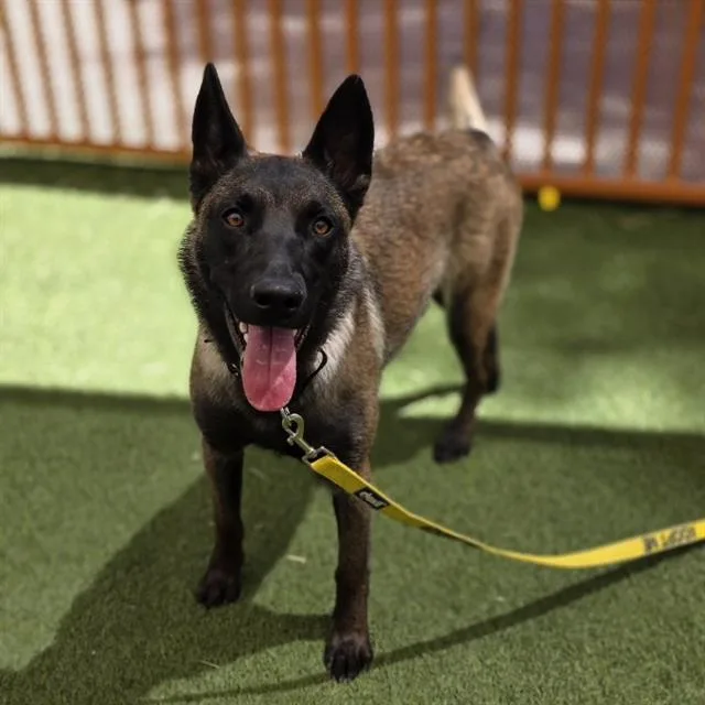 A young large-sized female Belgian Shepherd / Malinois dog named Daisy Duck for adoption in Las Vegas, NV