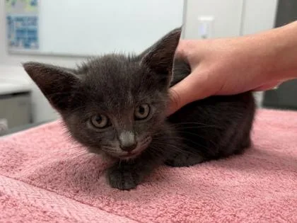 A baby small-sized male Gray / Blue / Silver Domestic Short Hair cat named Mimikyu for adoption in Kansas City, MO