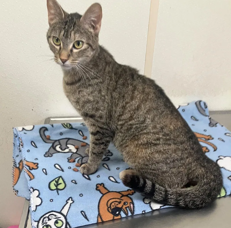 A young small-sized female Domestic Short Hair cat named Grace Brown Tabby for adoption in Mitchell, SD