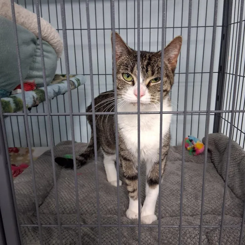 An adult medium-sized female Brown / Chocolate Domestic Short Hair cat named Kennedy for adoption in Fort Smith, AR
