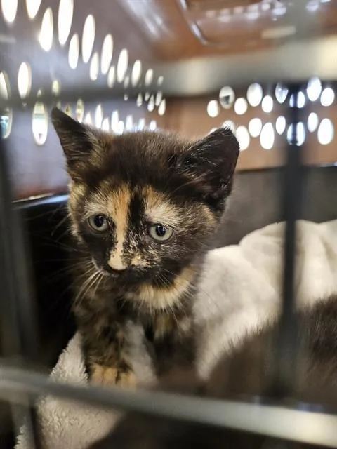 A baby small-sized female Domestic Short Hair cat named Olive for adoption in Palmetto, FL