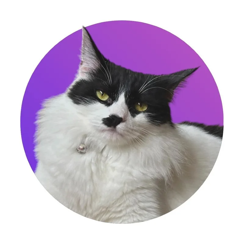 A young large-sized female Black Domestic Medium Hair cat named Sassafras for adoption in Pacific Grove, CA