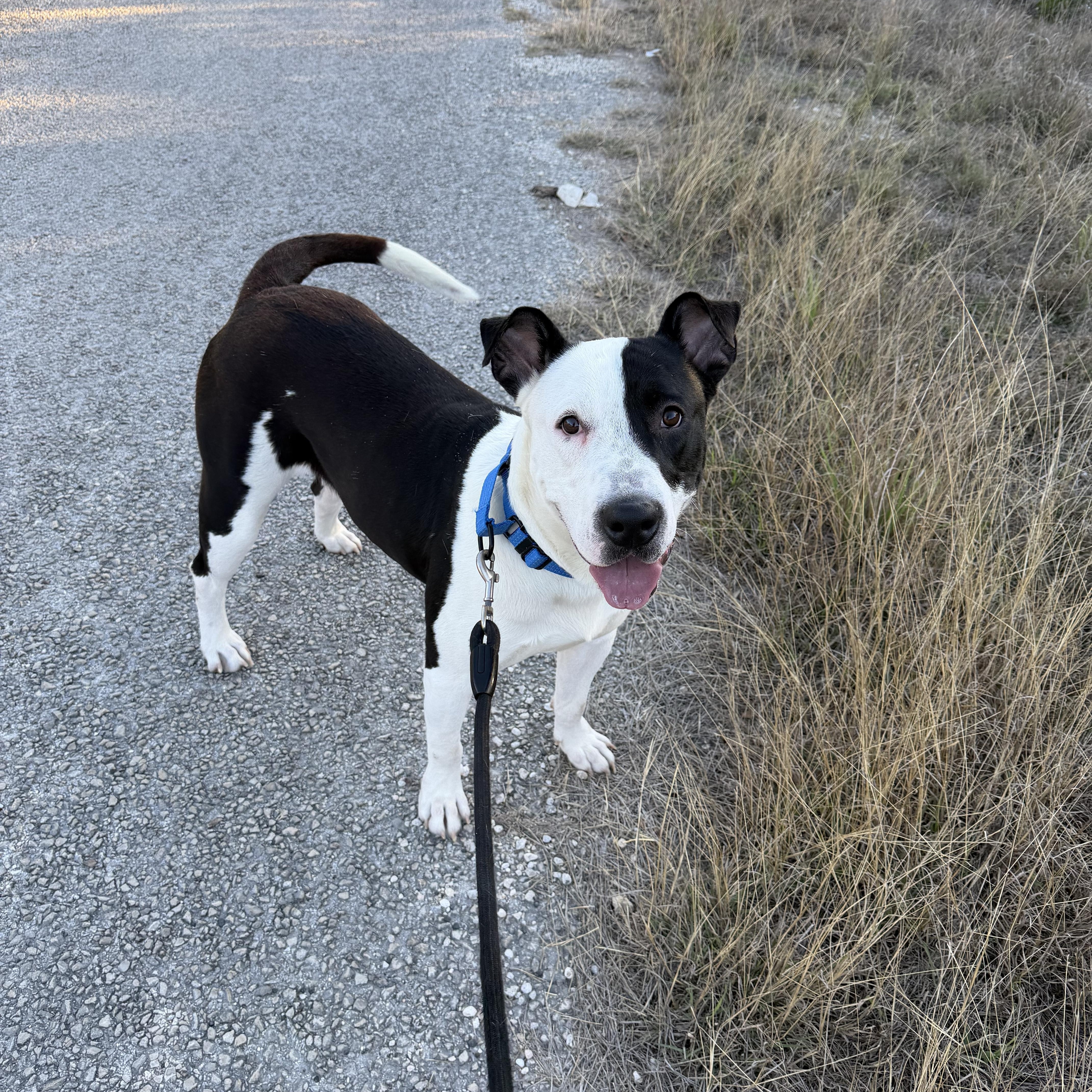 A young large-sized male Great Dane dog named Pharaoh for adoption in Mico, TX