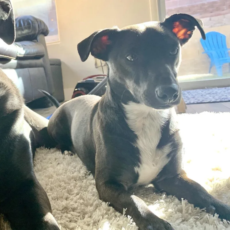 A senior medium-sized male Black Miniature Dachshund dog named Junior for adoption in Las Vegas, NV