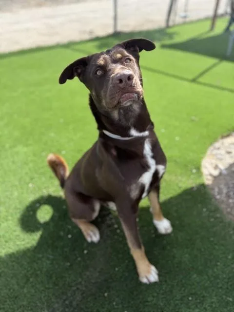 A young large-sized male German Shepherd Dog dog named Mj for adoption in Castaic, CA