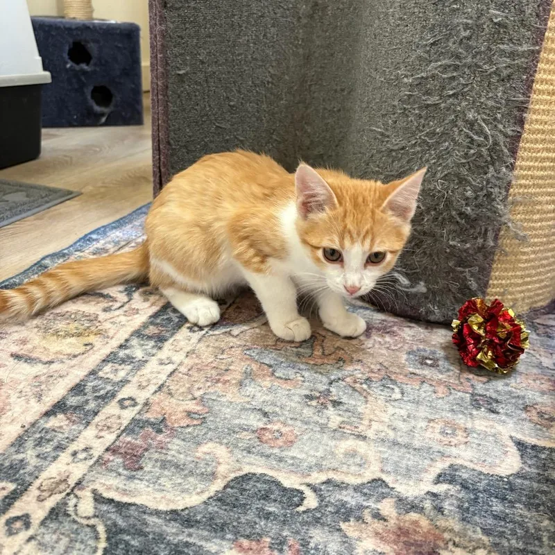 A baby small-sized male Orange / Red Domestic Short Hair cat named Applejack for adoption in Grantsville, UT