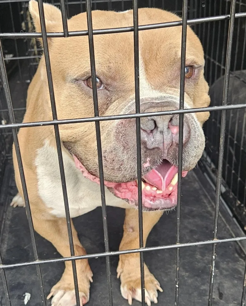 An adult medium-sized male American Bully dog named Rimshot HOLD for adoption in Canton, OH