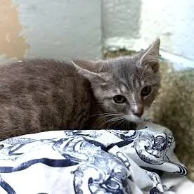A baby small-sized female Domestic Short Hair cat named Ocean for adoption in Washington, DC