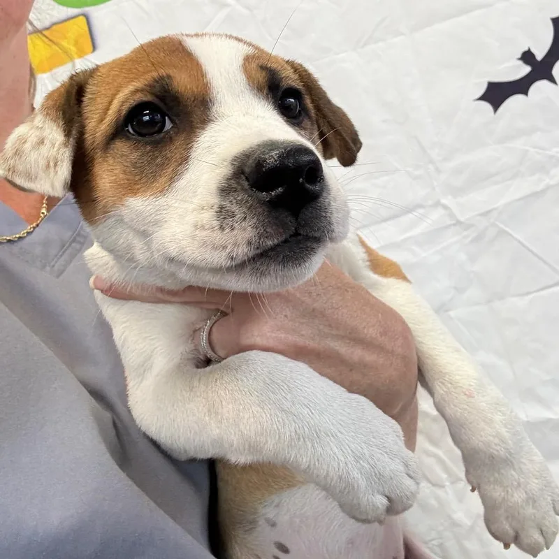 A baby medium-sized female White / Cream Australian Shepherd dog named Ruffles for adoption in Normal, IL