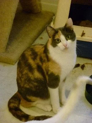 Precious thumbnail 3