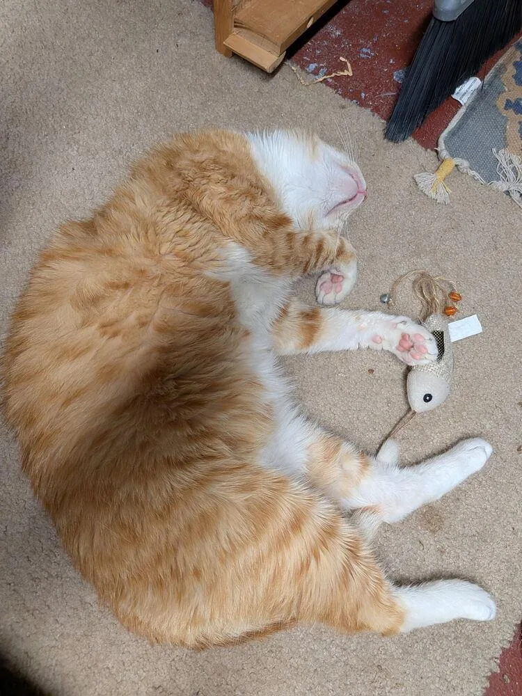 A young medium-sized male Orange & White Domestic Short Hair cat named Archie Boy for adoption in Telford, PA