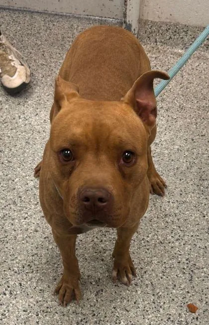 An adult large-sized female Brown / Chocolate Pit Bull Terrier dog named Enya for adoption in Kansas City, MO