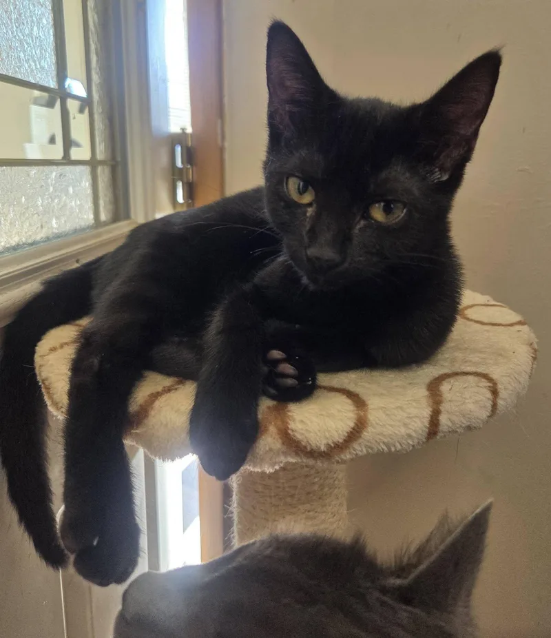 A baby small-sized female Domestic Short Hair cat named Tookie Butt for adoption in Clymer, PA