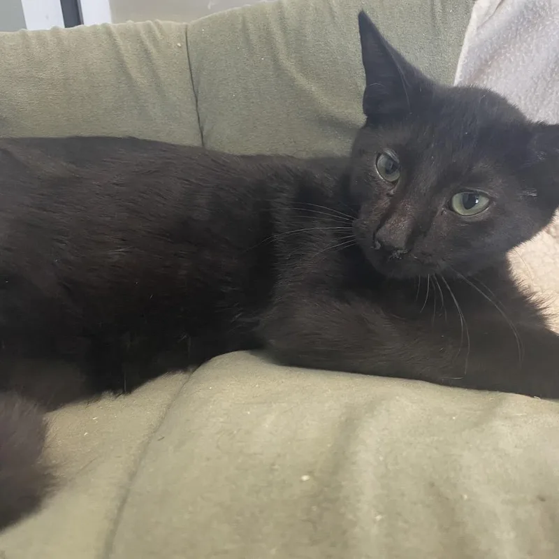 A baby small-sized male Black Domestic Short Hair cat named Kody for adoption in Leander, TX