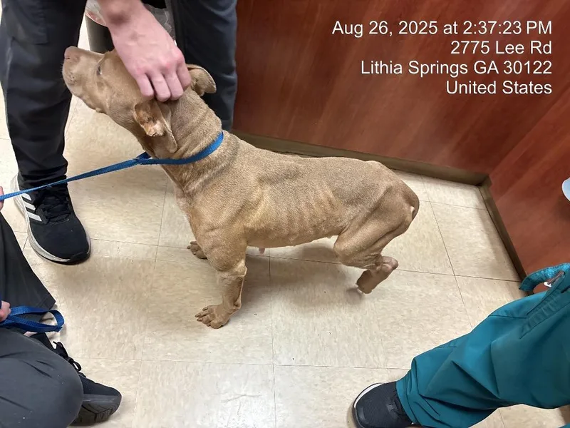 A young medium-sized female Pit Bull Terrier dog named Toasty for adoption in Douglasville, GA