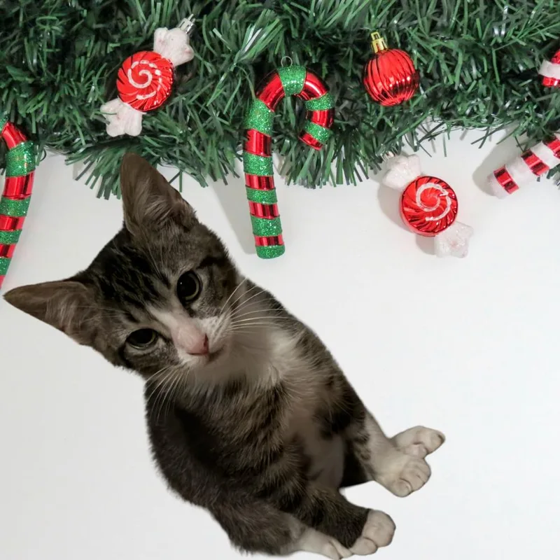 Bubbles  Tr thumbnail 6