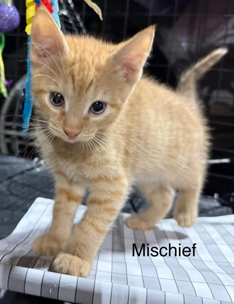 A baby medium-sized male Domestic Short Hair cat named Mischief for adoption in Johnson City, TN