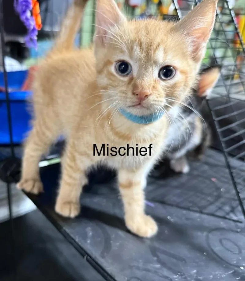 Mischief thumbnail 2