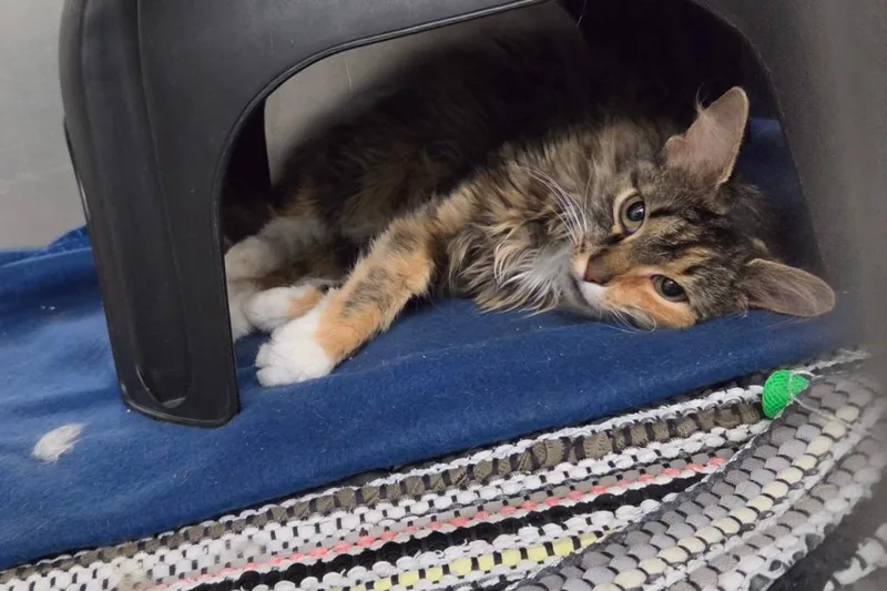 An adult medium-sized female Domestic Long Hair cat named Mira for adoption in Medford, WI