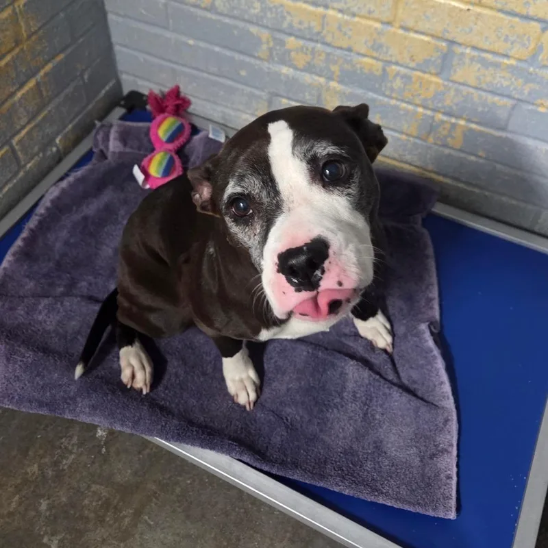 An adult medium-sized female Black Pit Bull Terrier dog named Kokomo L for adoption in Watertown, NY