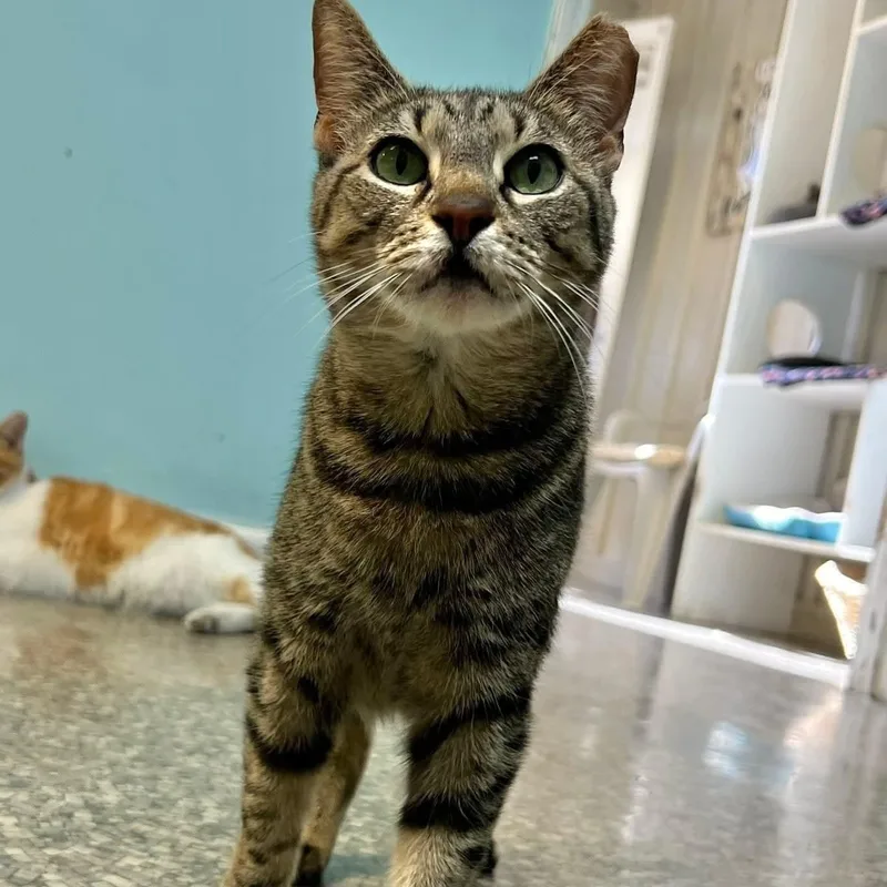 An adult small-sized female Tabby (Brown / Chocolate) Domestic Short Hair cat named Daisy for adoption in Memphis, TN