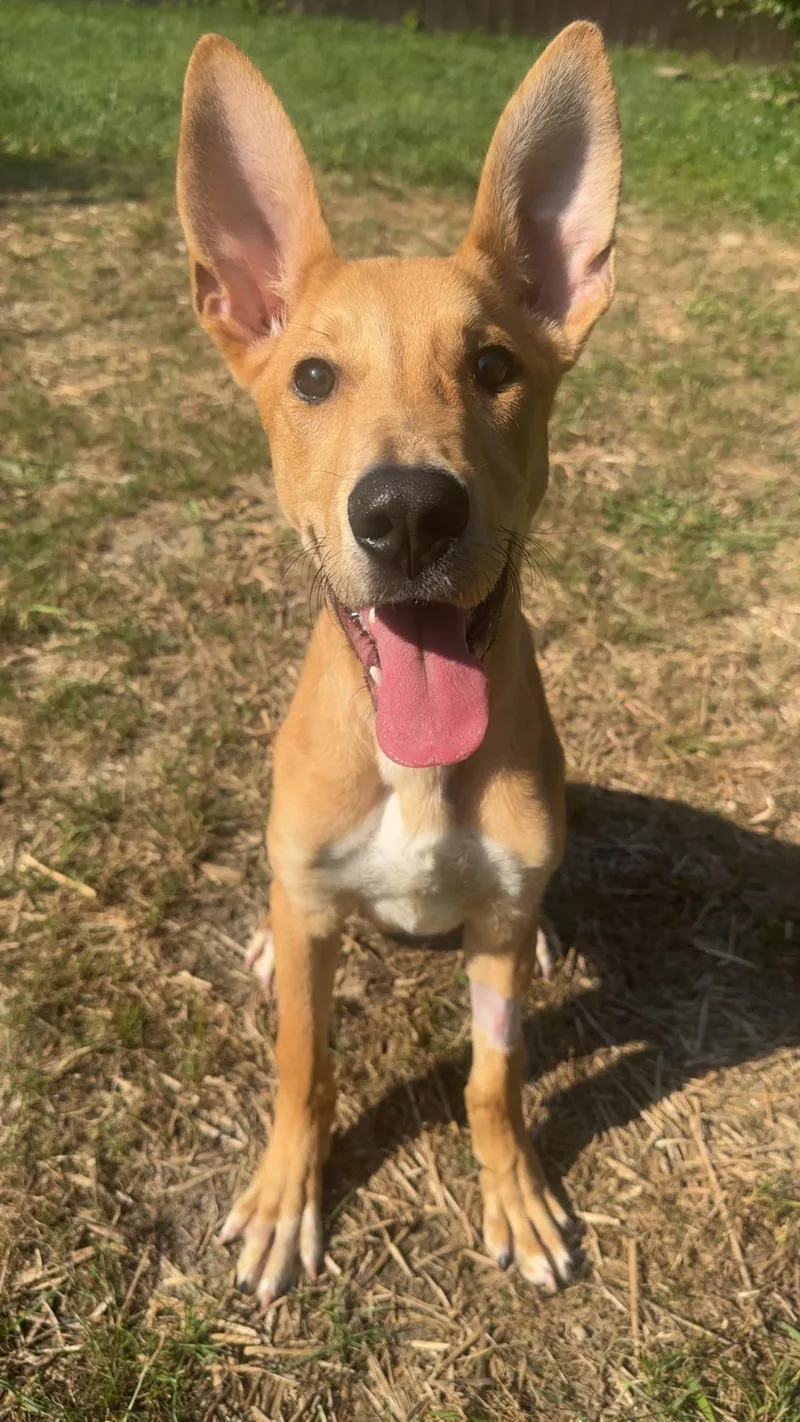A baby medium-sized male Yellow / Tan / Blond / Fawn Labrador Retriever dog named Gremlin for adoption in Fishers, IN