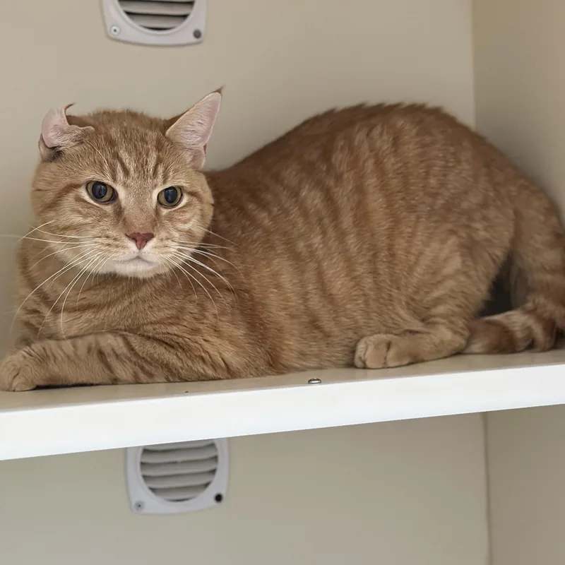 A senior large-sized male Domestic Short Hair cat named Dennis for adoption in Victor, NY