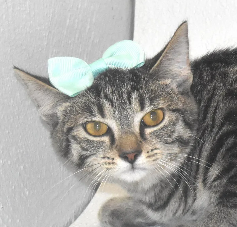 A baby large-sized female Domestic Short Hair cat named Huxley for adoption in Springfield, OH