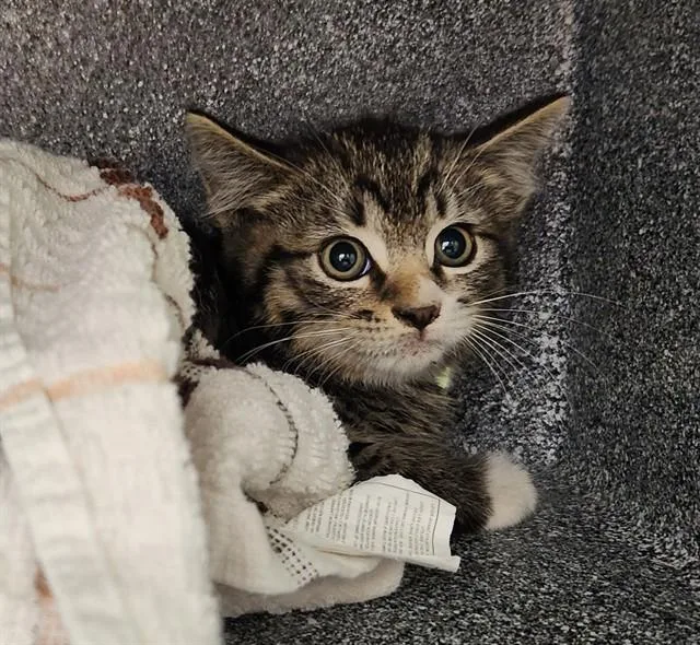 A baby small-sized male Domestic Short Hair cat named Chia for adoption in Pueblo, CO