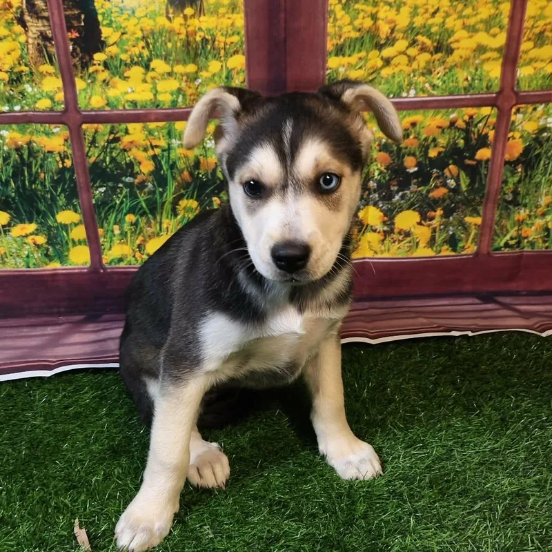 Stormie Dg thumbnail 2