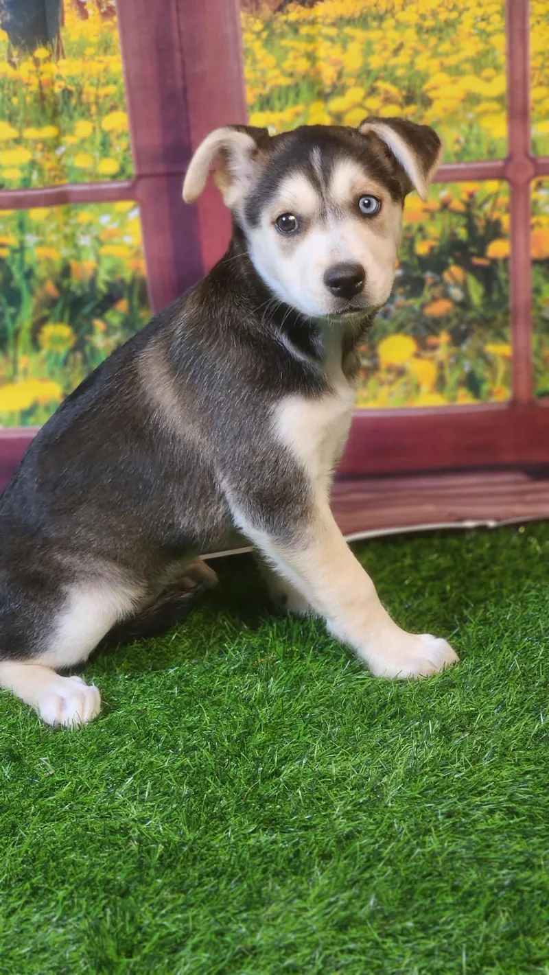 Stormie Dg thumbnail 3