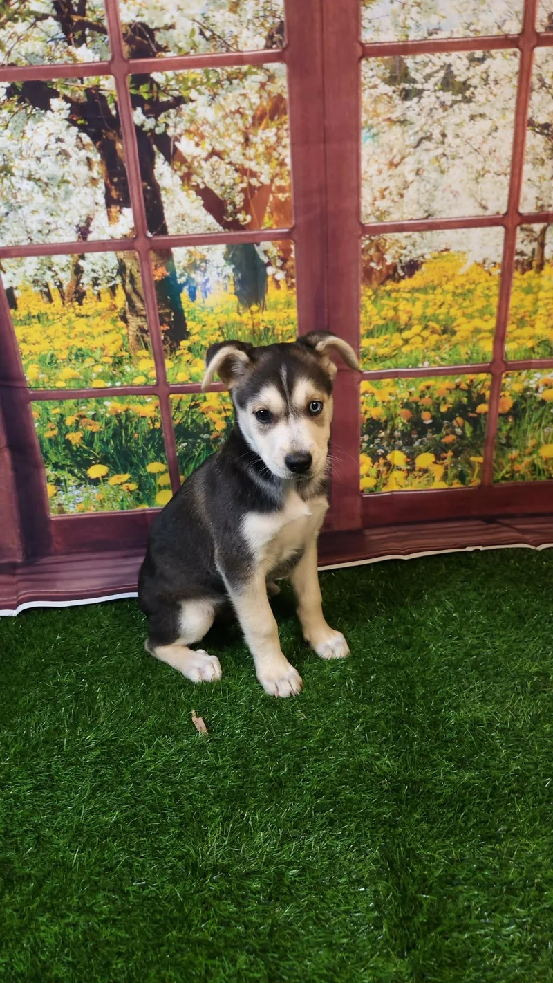 Stormie Dg thumbnail 4