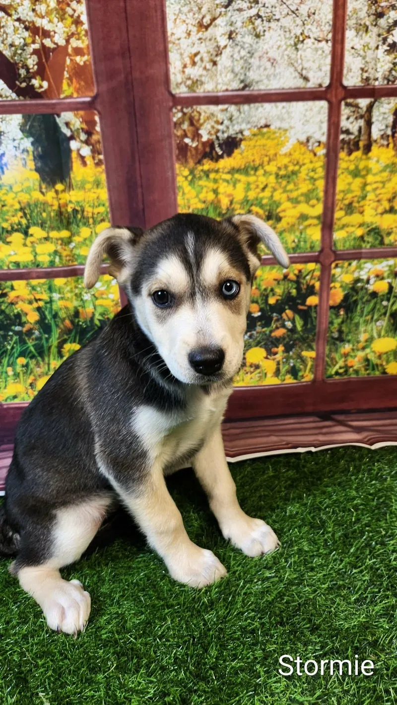 Stormie Dg thumbnail 5