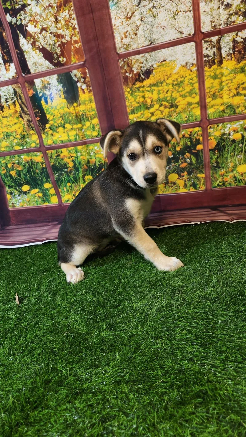 Stormie Dg thumbnail 6