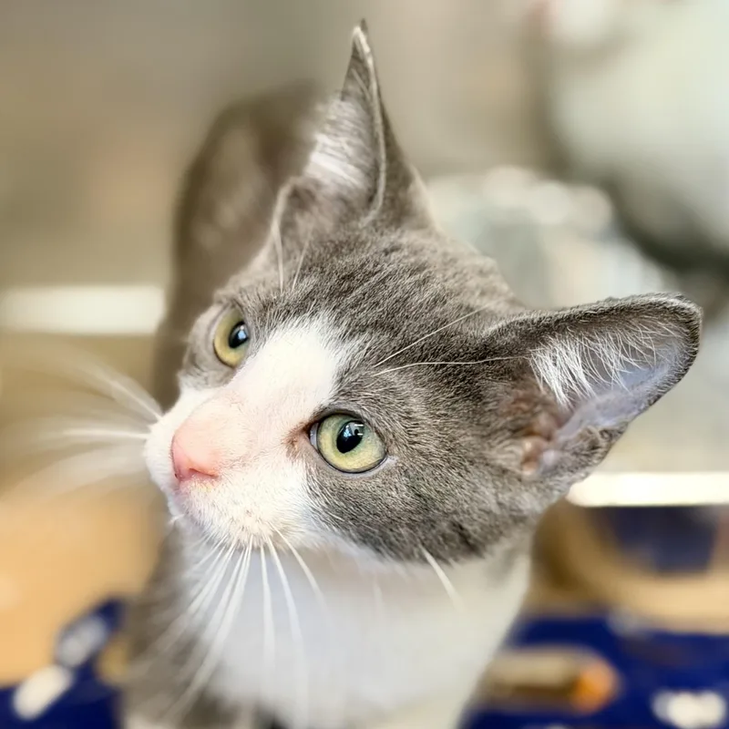 A baby medium-sized female Gray & White Domestic Short Hair cat named Ivory for adoption in Jackson, NJ