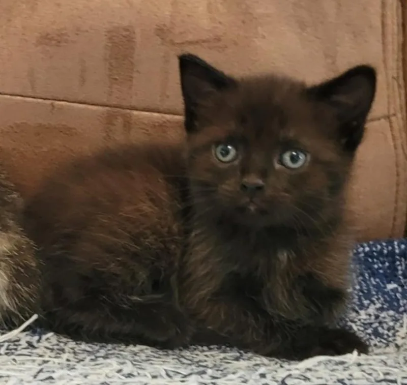 A young small-sized female Black Domestic Short Hair cat named Fuji for adoption in Indiana, PA