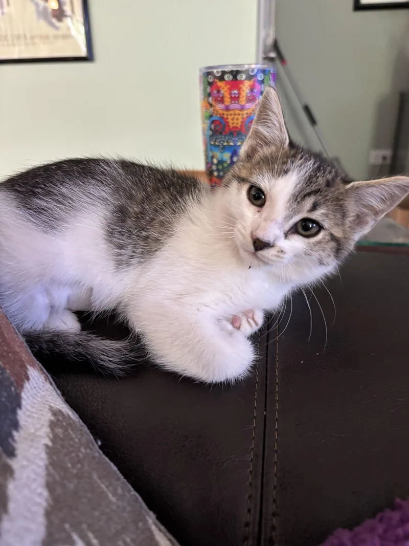 A baby small-sized female Tabby (Gray / Blue / Silver) Domestic Short Hair cat named Cassie for adoption in Kenosha, WI