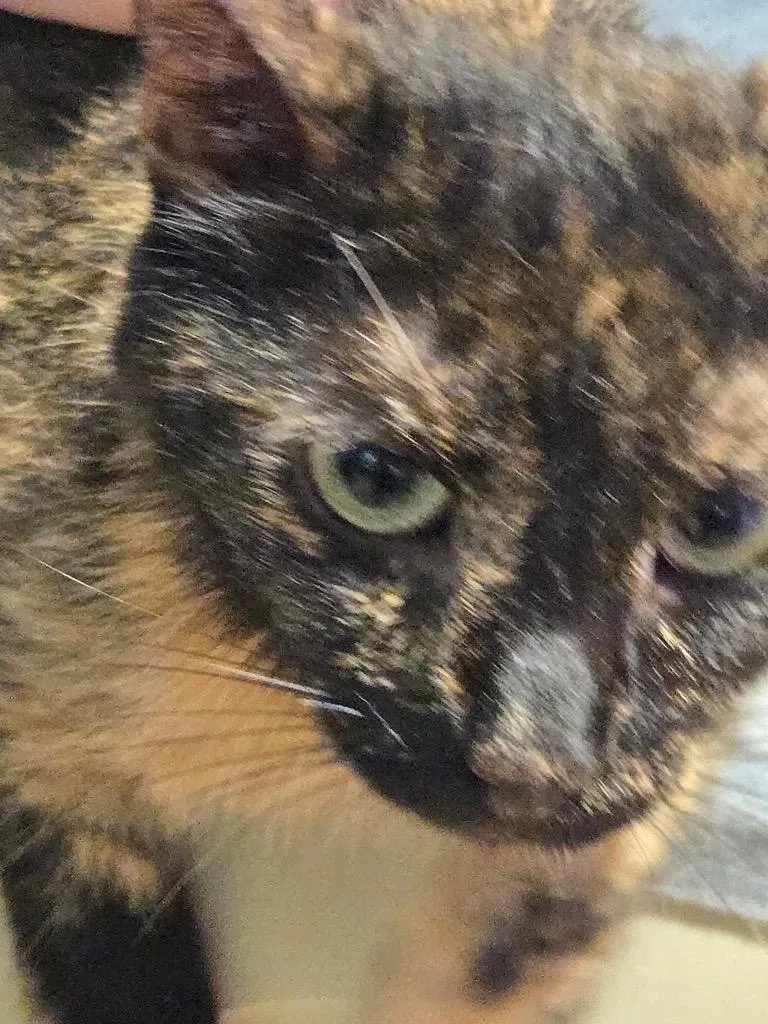 An adult small-sized female Domestic Short Hair cat named Ladybug for adoption in Cambridge, MD