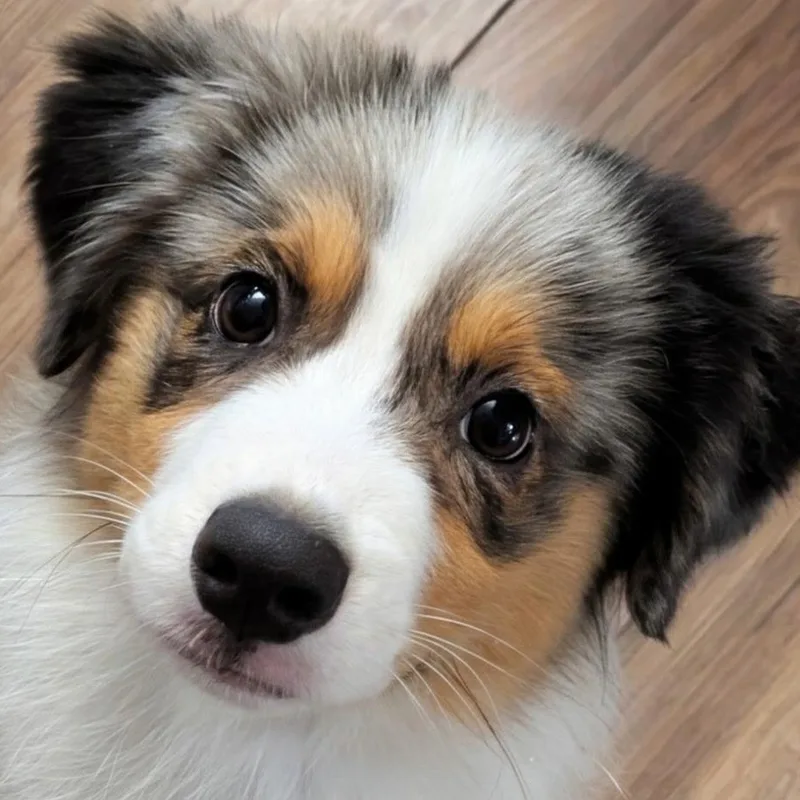 A young medium-sized male Australian Shepherd dog named Houston for adoption in Ladson, SC