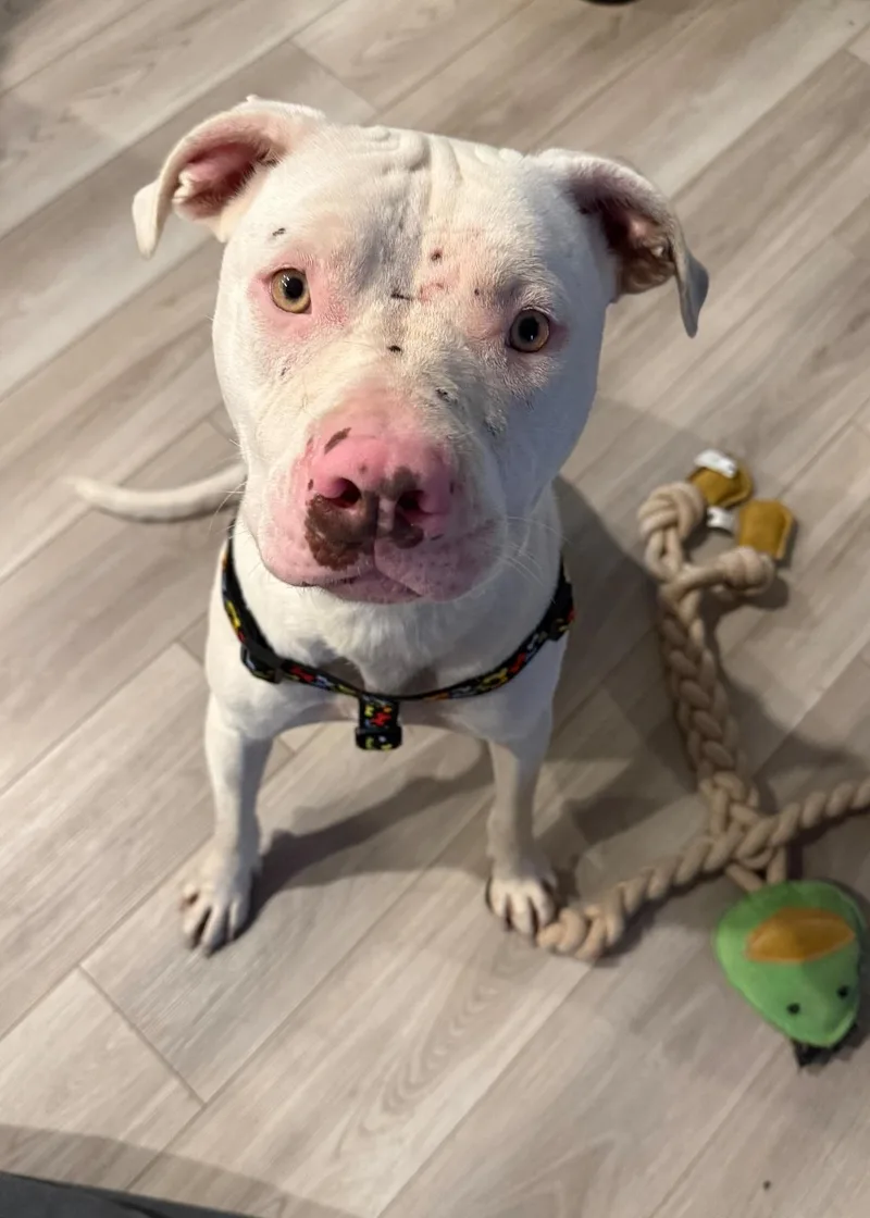An adult large-sized female Pit Bull Terrier dog named Claira bow for adoption in merrillville, IN