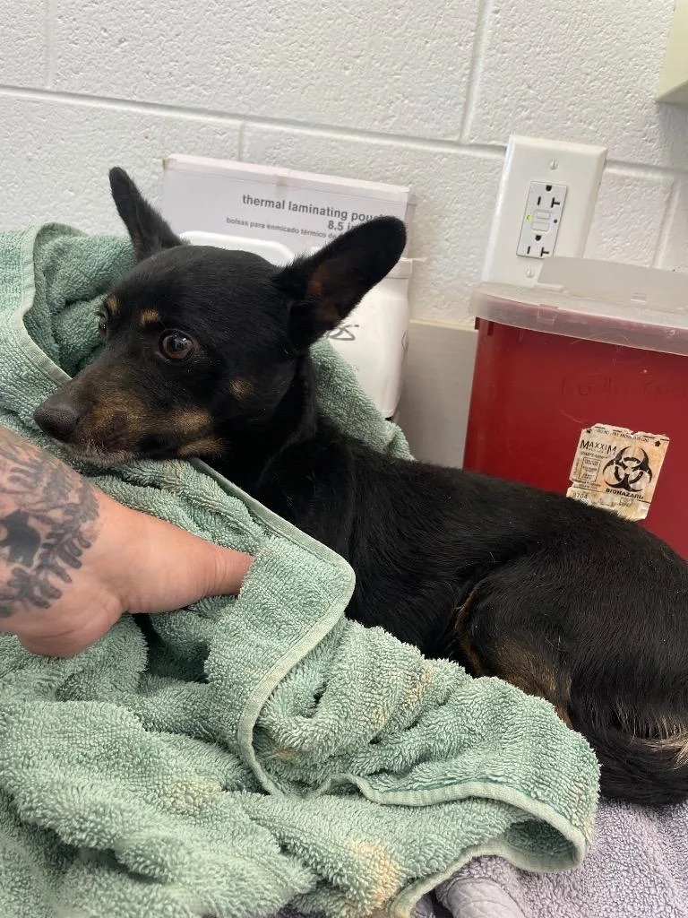 An adult small-sized male Mixed Breed dog named Reed for adoption in Oxford, NC