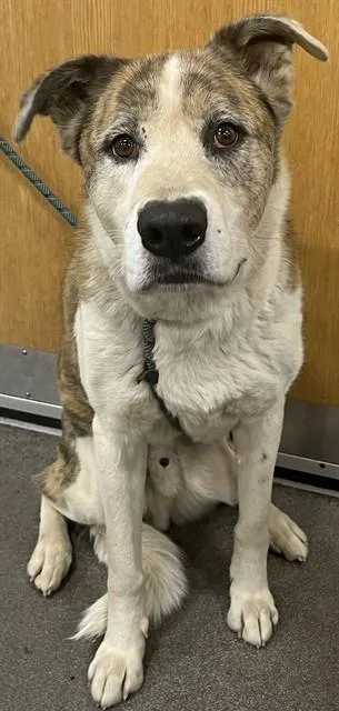 An adult large-sized male German Shepherd Dog dog named Simba for adoption in Upper Marlboro, MD